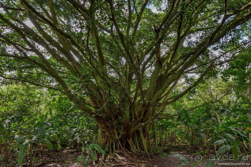 Pura vida по-костарикански. Часть 1