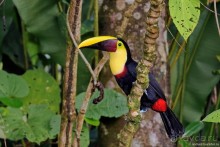 Pura vida по-костарикански. Часть 1