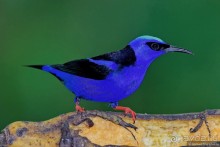 Pura vida по-костарикански. Часть 1