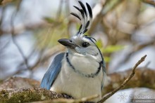 Pura vida по-костарикански. Часть 1