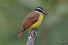 Pura vida по-костарикански. Часть 1