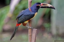 Pura vida по-костарикански. Часть 1