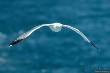 Прогулки по Стамбулу. Люди и птицы