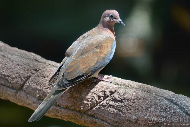 Прогулки по Стамбулу. Люди и птицы