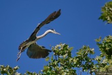 Прогулки по Стамбулу. Люди и птицы