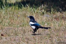 Прогулки по Стамбулу. Люди и птицы