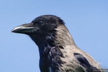 Прогулки по Стамбулу. Люди и птицы