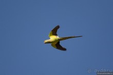 Прогулки по Стамбулу. Люди и птицы