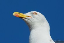 Прогулки по Стамбулу. Люди и птицы