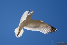 Прогулки по Стамбулу. Люди и птицы