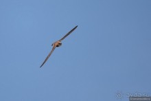 Прогулки по Стамбулу. Люди и птицы