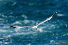 Прогулки по Стамбулу. Люди и птицы