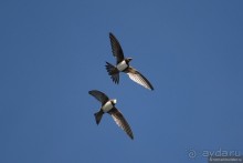 Прогулки по Стамбулу. Люди и птицы