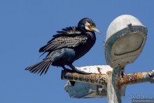 Прогулки по Стамбулу. Люди и птицы