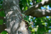 Прогулки по Стамбулу. Люди и птицы