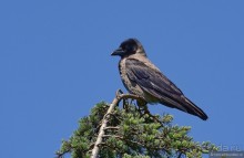 Прогулки по Стамбулу. Люди и птицы