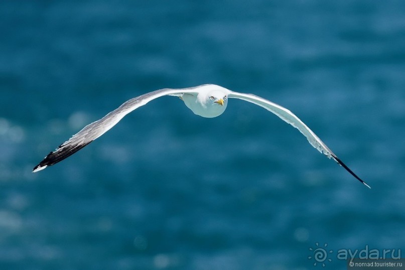 Прогулки по Стамбулу. Люди и птицы