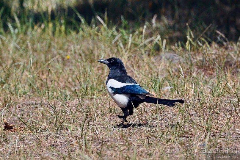 Прогулки по Стамбулу. Люди и птицы