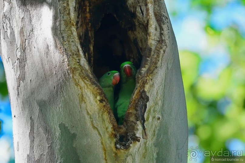 Прогулки по Стамбулу. Люди и птицы