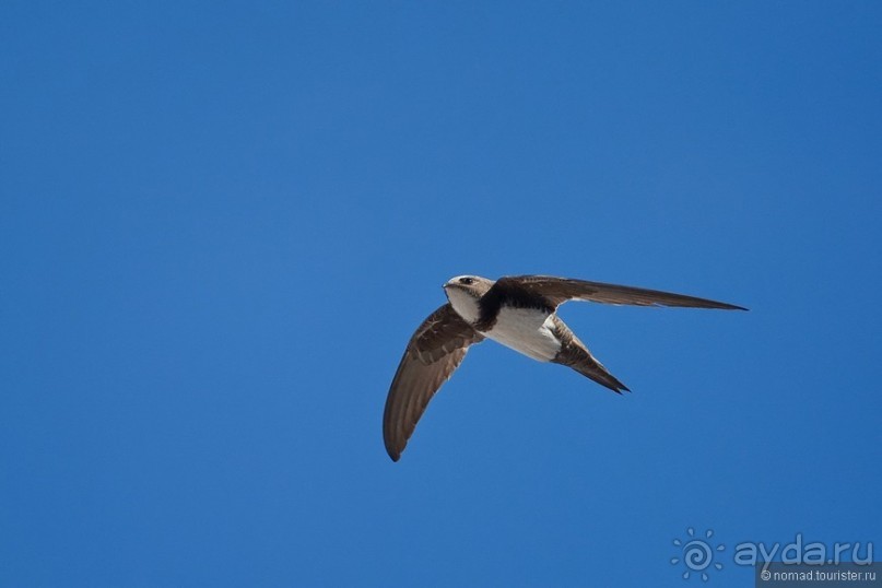 Прогулки по Стамбулу. Люди и птицы