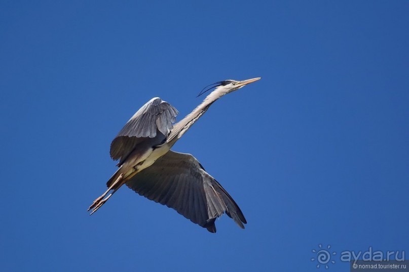 Прогулки по Стамбулу. Люди и птицы