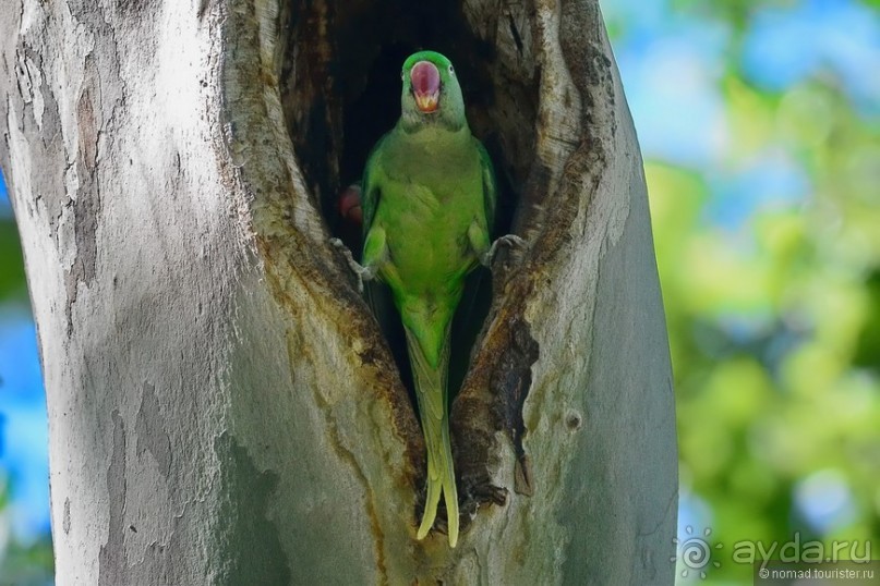 Прогулки по Стамбулу. Люди и птицы