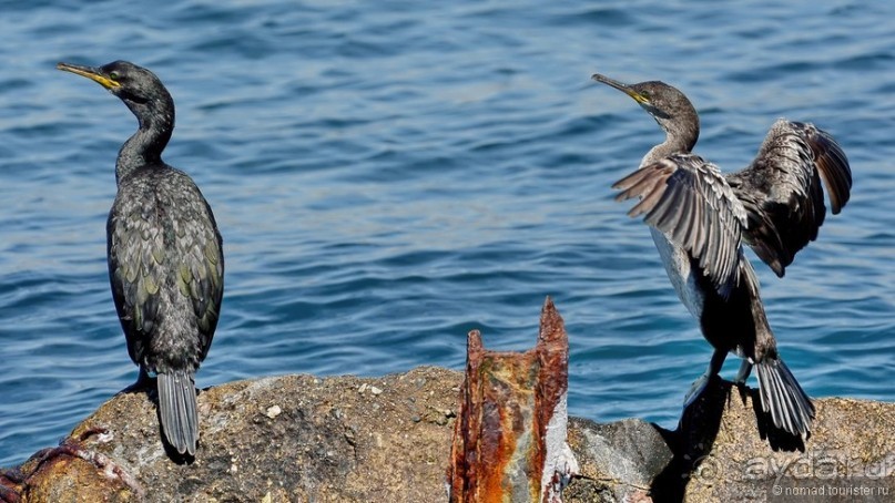 Прогулки по Стамбулу. Люди и птицы