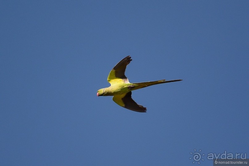 Прогулки по Стамбулу. Люди и птицы