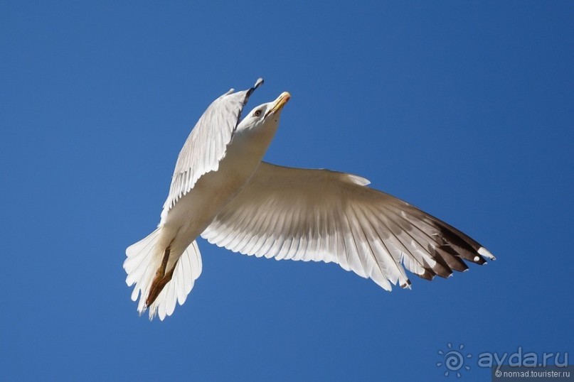 Прогулки по Стамбулу. Люди и птицы