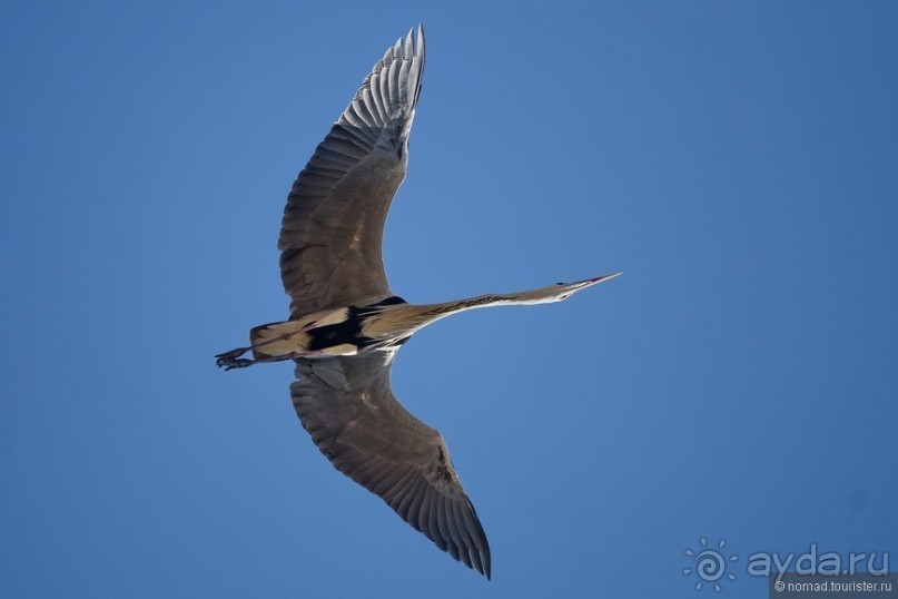 Прогулки по Стамбулу. Люди и птицы