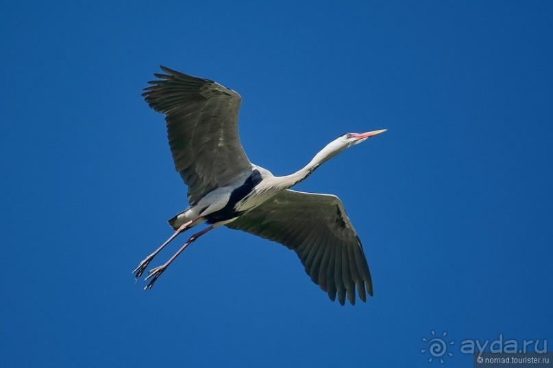 Прогулки по Стамбулу. Люди и птицы