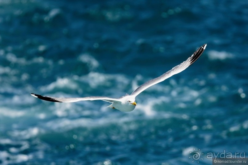Прогулки по Стамбулу. Люди и птицы