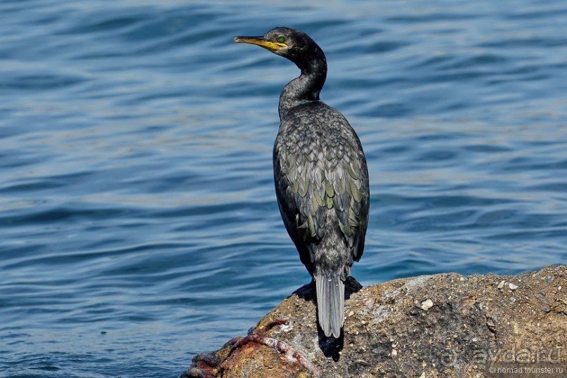 Прогулки по Стамбулу. Люди и птицы