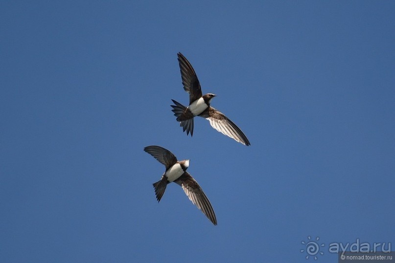 Прогулки по Стамбулу. Люди и птицы