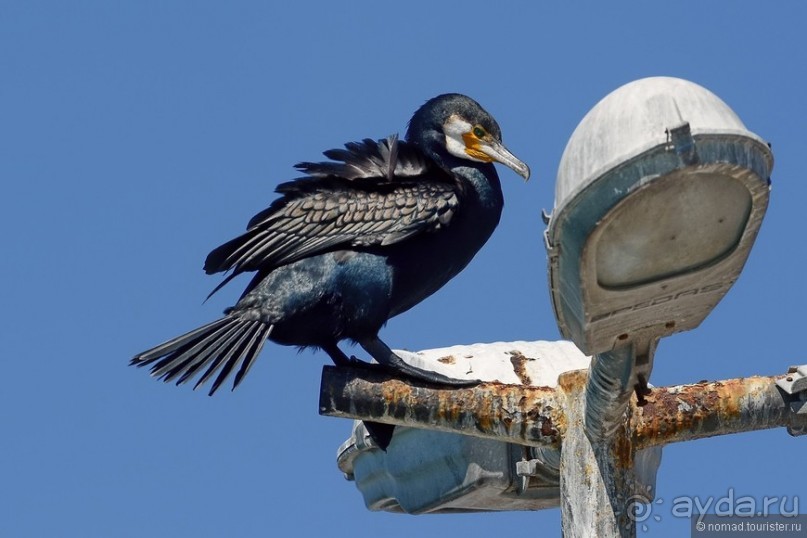 Прогулки по Стамбулу. Люди и птицы