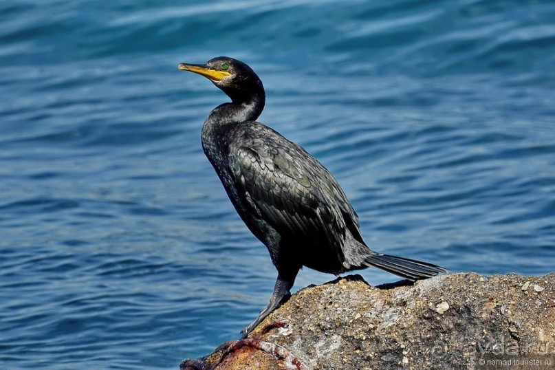 Прогулки по Стамбулу. Люди и птицы