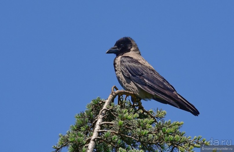 Прогулки по Стамбулу. Люди и птицы