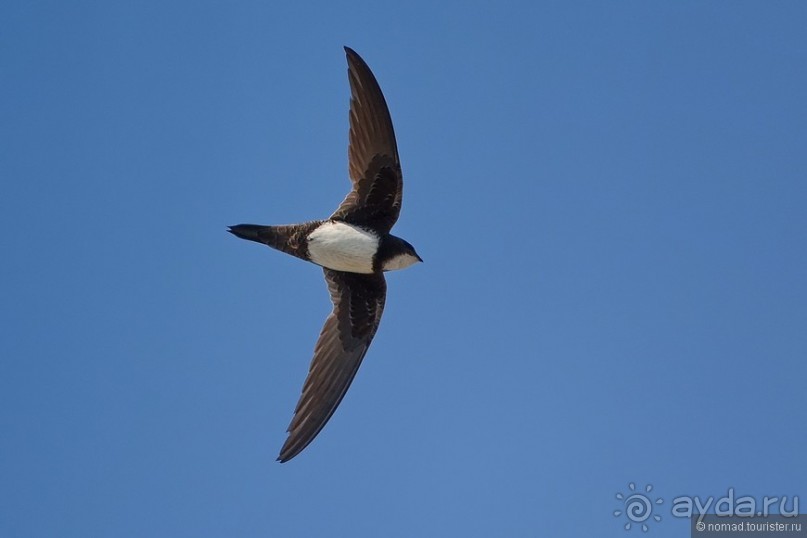 Прогулки по Стамбулу. Люди и птицы