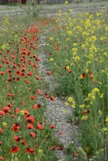 Страна хачкаров и алых маков. Часть 2