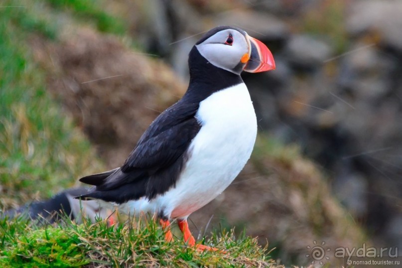 2226 километров по стране чудес. Исландия. Часть 3