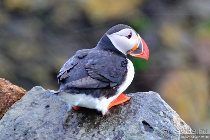 2226 километров по стране чудес. Исландия. Часть 3