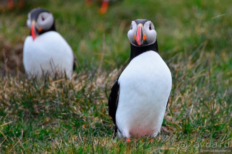 2226 километров по стране чудес. Исландия. Часть 3