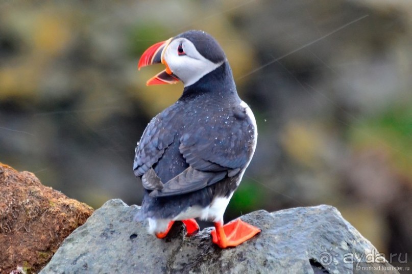 2226 километров по стране чудес. Исландия. Часть 3