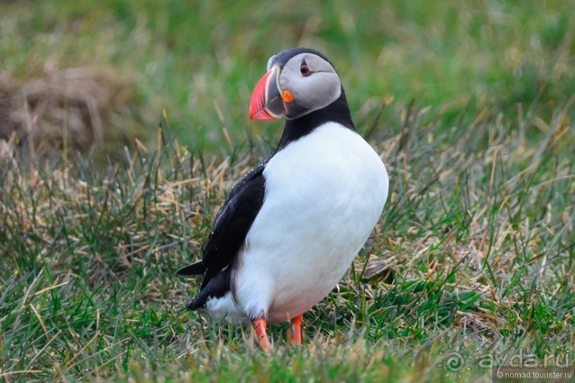 2226 километров по стране чудес. Исландия. Часть 3