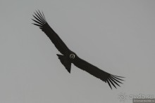 Американские горки (декабрь 2012-январь 2013). Часть 4