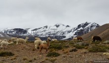 Американские горки (декабрь 2012-январь 2013). Часть 4