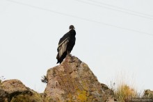 Американские горки (декабрь 2012-январь 2013). Часть 4