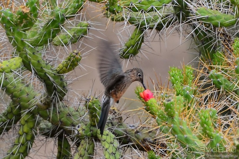 Американские горки (декабрь 2012-январь 2013). Часть 4
