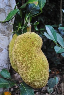 Акуна матата, или даешь сафари! Часть 5