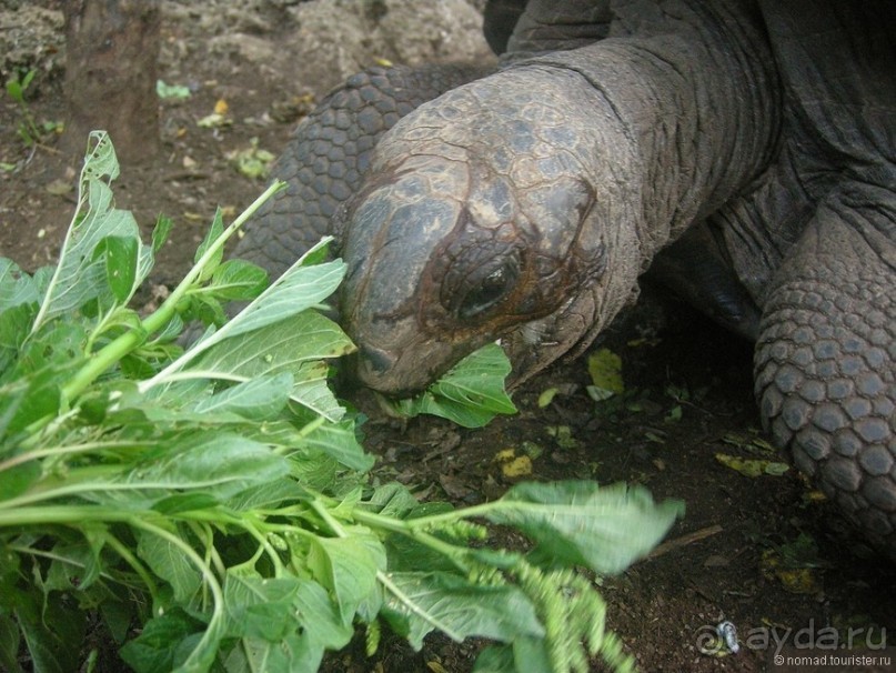 Акуна матата, или даешь сафари! Часть 5